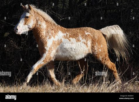 Bashkir curly horse hi-res stock photography and images - Alamy