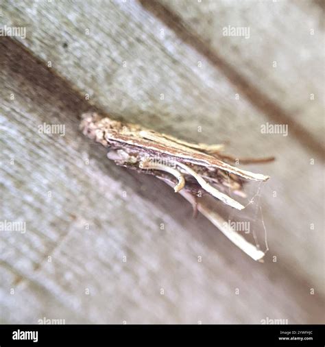 Common Bagworm Moth Psyche Casta Stock Photo Alamy