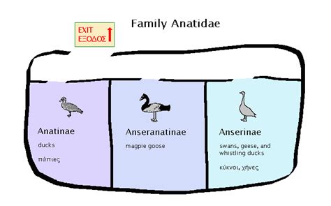 Anatidae