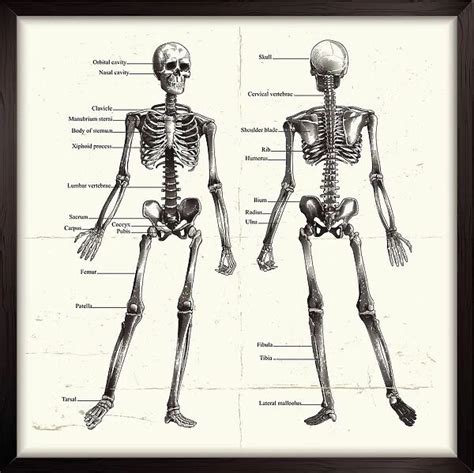 Labelled Human Skeleton. Engraving Our beautiful Wall Art and Photo ...