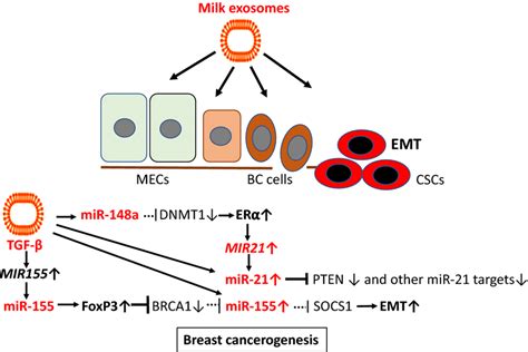 Dairy Milk Exosomes And Breast Cancerogenesis Milk Exosomes Via