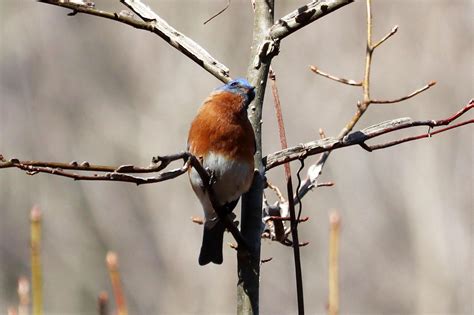 Eastern Bluebird Checking For Predators Patuxent Wildlife Refuge Md