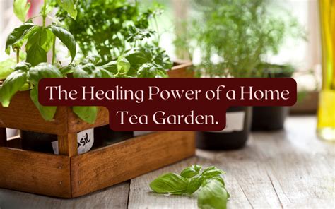 The Healing Power of a Home Tea Garden 6 great things - Tea Jubilee