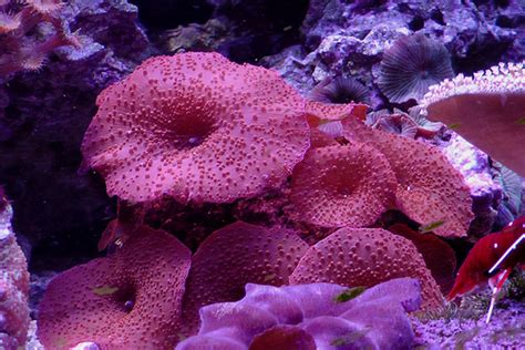 How Much Do You Know about the Mushroom Coral?