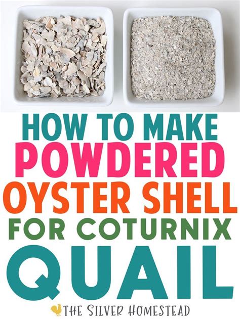 How To Make Oyster Shell Powder Get Bigger Eggs Backyard Coturnix