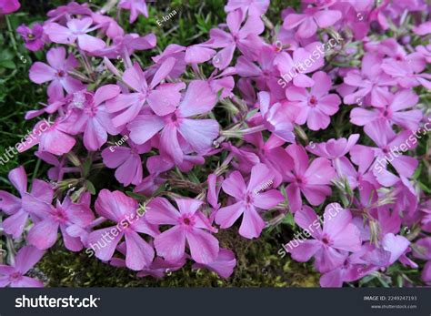 Pink Creeping Phlox Flowers Closeup Stock Photo 2249247193 | Shutterstock