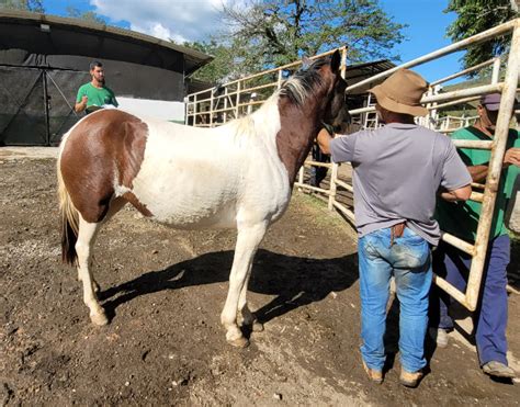 Prefeitura de Resende realiza leilão de animais apreendidos Resende