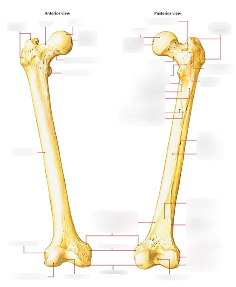 Femur Bony Landmarks Diagram Quizlet