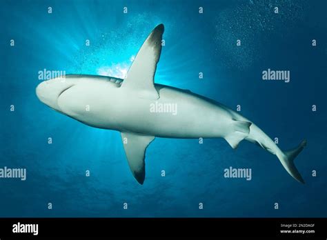 Blacktip Reef Shark Carcharhinus Melanopterus Swimming Close Under