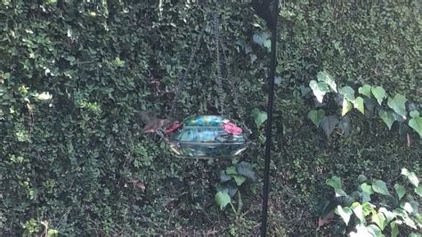 Wild Wings Solar Powered Hummingbird Feeder Nature’s Way Bird Products Youtube