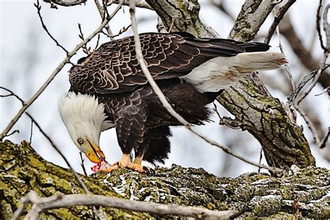 Male Bald Eagle Eating Fish Photograph by J R Sanders | Pixels