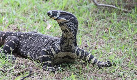 Safety tips for wildlife encounters | NSW National Parks