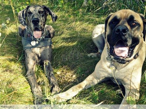 Great Dane English Mastiff - Photos All Recommendation