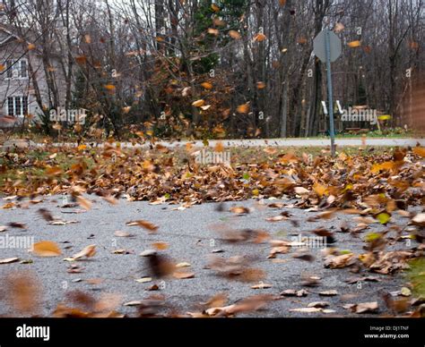 Windy Fall Weather