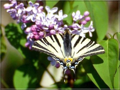 A Butterfly Sitting On Top Of A Purple Flower