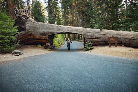 Tunnel Log Drive Through Tree In Sequoia National Park Flying Dawn