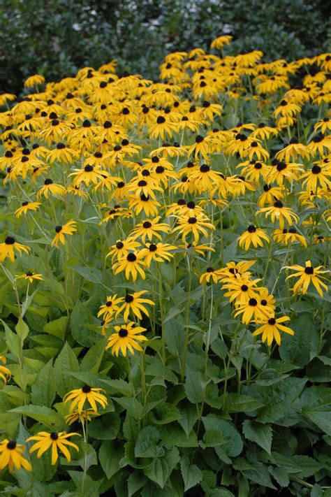 Black Eyed Susan: Our Favorite Flowers | HGTV