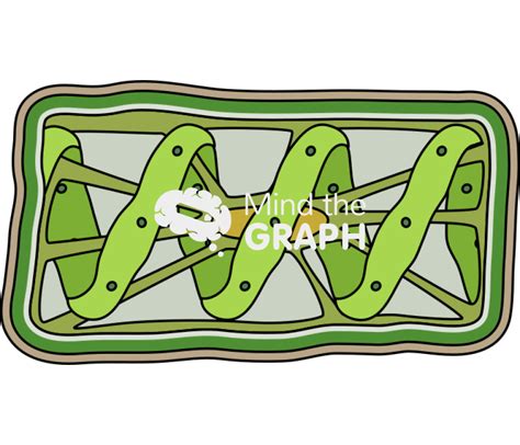 Spirogyra chlorophyta structure