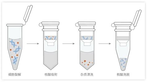 常用核酸提取方法、步骤和注意事项介绍 生物器材网