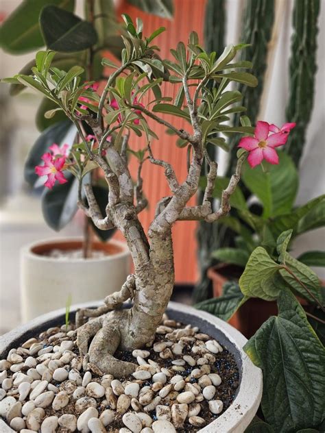 Bonsai kamboja jepang adenium bongol besar unik berkarakter, Perkebunan ...