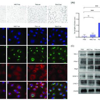 Exosomes From Pancreatic Cancer Cells Enhance The Proliferation And