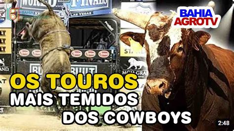 Os Touros Mais Perigosos e Valorizados da História dos Rodeios touros