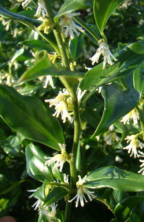 2x Fragrant Shrubs Christmas Box Sarcococca Confusa Evergreen Shade