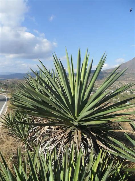 Agave en la Cosmética Natural Belleza y Salud