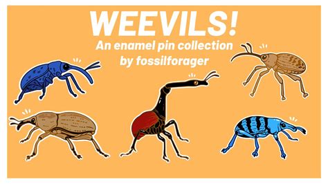 Nicole 🌱 On Twitter Rt Fossilforager Weevils Is Now Live On