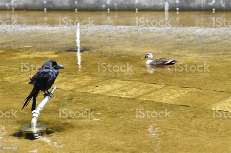 A Crow And A Duck Stock Photo Download Image Now Animal Animal