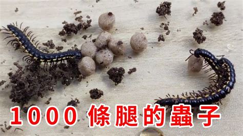 【奇怪的昆蟲】長了1000條腿的蟲子？它的腳比蜈蚣還多，把蟎蟲放大100倍！ Youtube