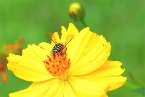 Abeja Volando A La Hermosa Flor Foto Premium