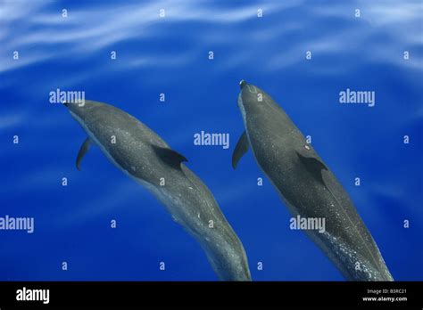 Pantropical Spotted Dolphin Stenella Attenuata Bow Riding Near The