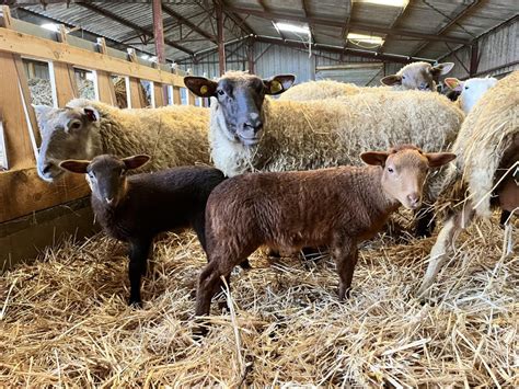 La période d agnelage un moment de renouveau au cœur de la ferme