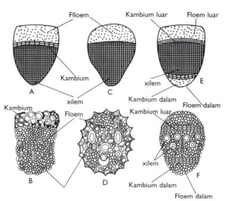 Fungsi Xilem Dan Floem Pengertian Jaringan Letak Perbedaan