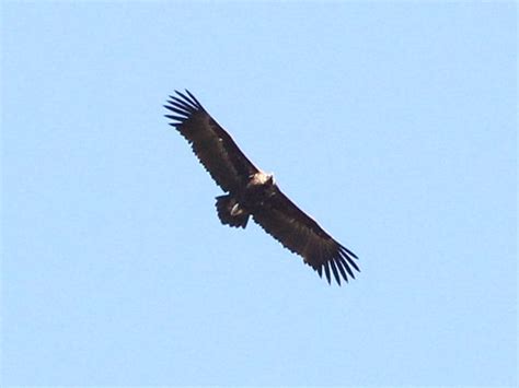 Birds of Ukraine