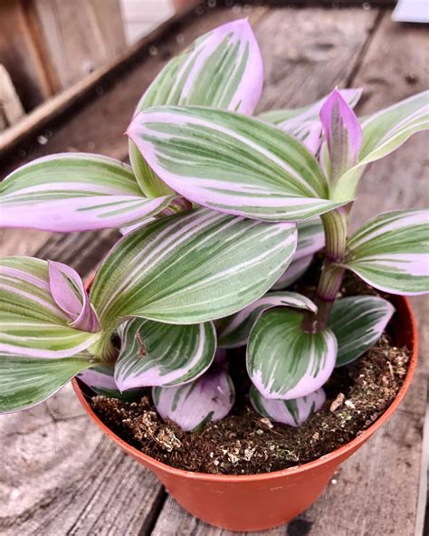 Wandering Jew Light Requirements You Need To Know