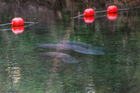 Snapshots: The Manatees of Blue Springs State Park — Miles 2 Go