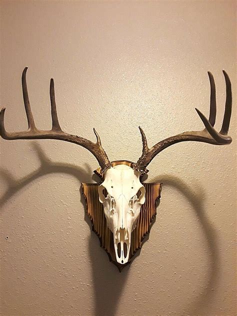 European Deer Skull Mount Plaque And Hanger Ebay