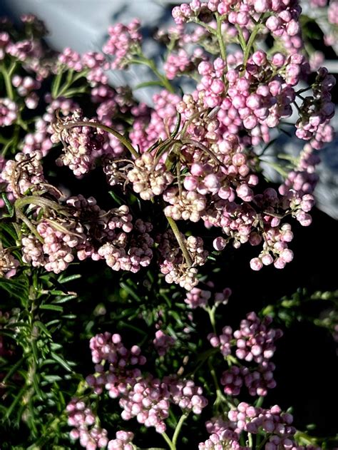 Ozothamnus Diosmifolius Introduced USA EFlora Of India