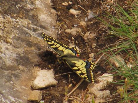 Mes Papillons En Bourgogne Avec Nicole Witkowski