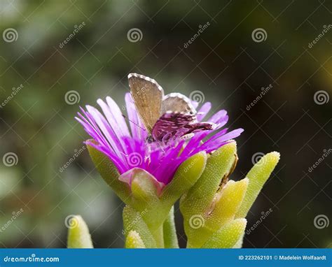 Common Geranium Bronze Butterfly Stock Photo Cartoondealer