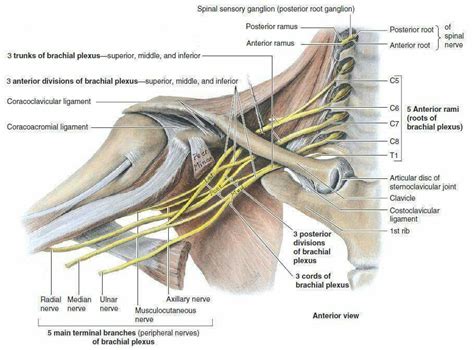 Tracheal intubation and endoscopic anatomy – Artofit