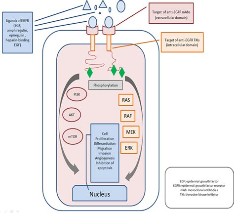 Anti Epidermal Growth Factor Receptor EGFR Treatment In Patients With