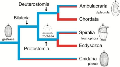 Occurrence of life cycle types in the Eumetazoa (Neuralia). Clades with ...