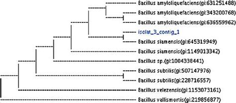 Gambar 5a Hasil Nilai Kemiripan Dan Pohon Filogenetik Dari Isolat Download Scientific Diagram