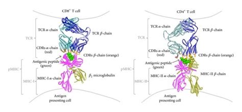 The Structure Of The T Cell Receptor TCR And Its Ligand The