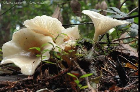 Ghost Fungus From Lowanna NSW 2450 Australia On March 17 2022 At 07