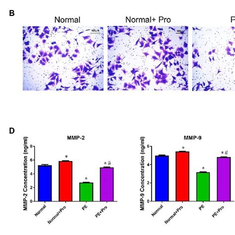 Progesterone Promoted HTR 8 Svneo Cell Proliferation And Invasion A