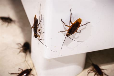 Diy Cockroach Control Tips And Tricks For Florida Homeowners Plus When To Hire A Professional